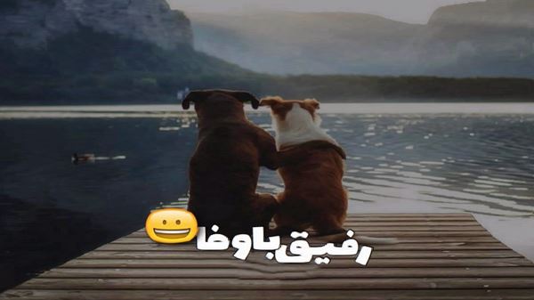 نازکی مثل گل رقص اشکان اشتیاق در اینستا